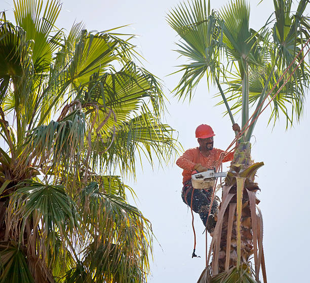  Emmaus, PA Tree Service Pros